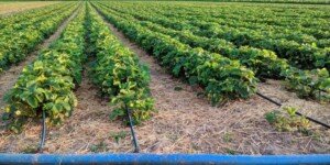 Uproszczenie dopłat do ubezpieczeń. Rolnicy zyskają