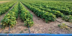 Uproszczenie dopłat do ubezpieczeń. Rolnicy zyskają