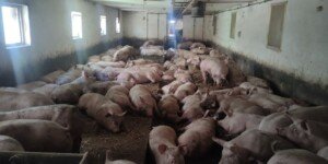 Dramatyczne ceny żywca. Rolnicy mówią: „To chyba planowane dobicie branży”