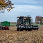 Ile kosztuje kukurydza mokra 2025? W tych regionach stawki wzrosły