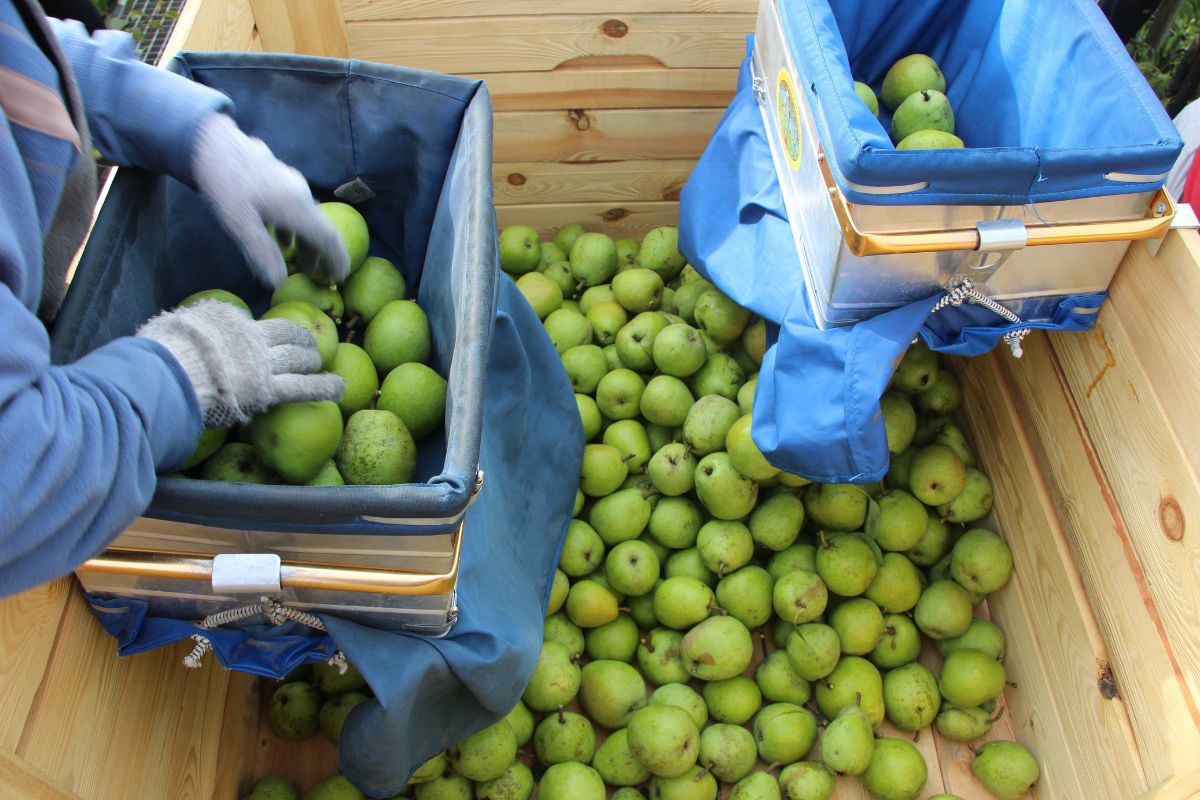 Zbiory jabłek w UE w 2025