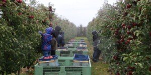 Zbiory jabłek w UE w 2025 — aktualne dane i analiza rynku