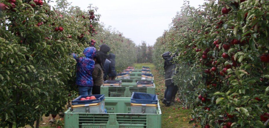 Zbiory jabłek w UE w 2025 — aktualne dane i analiza rynku