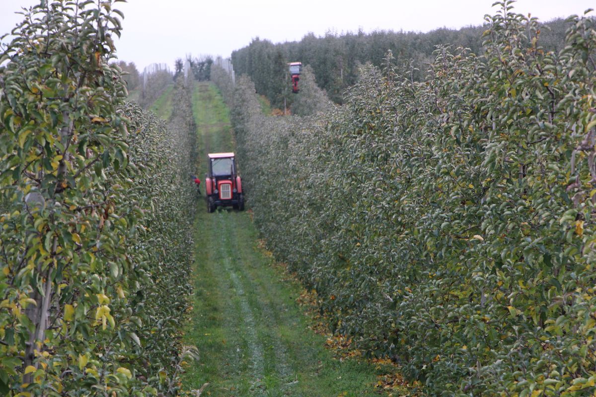 Zbiory jabłek w UE w 2025