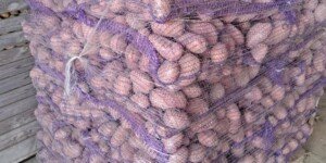 Najnowsze ceny ziemniaków z polskich giełd hurtowych