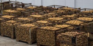 Rynek ziemniaków 2025: jakie są dzisiejsze ceny i co dalej?