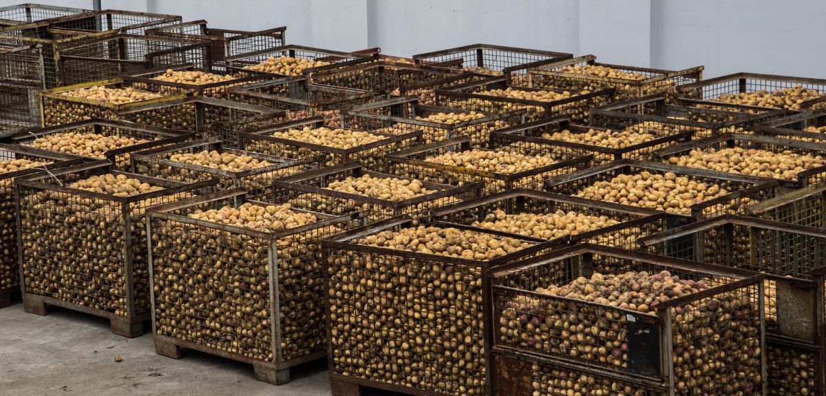 Rynek ziemniaków 2025: jakie są dzisiejsze ceny i co dalej?