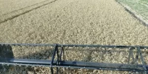 Rolnicy liczą straty. Produkcja pszenicy ozimej 2024/25 się nie spina. Co dalej?