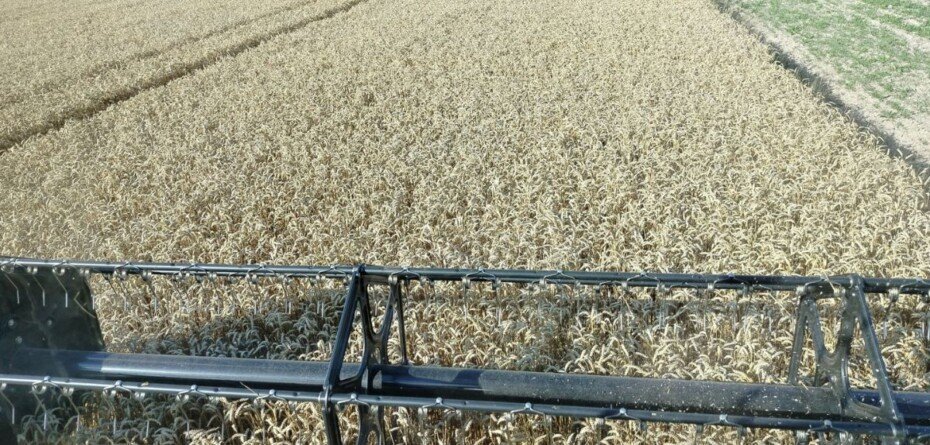 Rolnicy liczą straty. Produkcja pszenicy ozimej 2024/25 się nie spina. Co dalej?