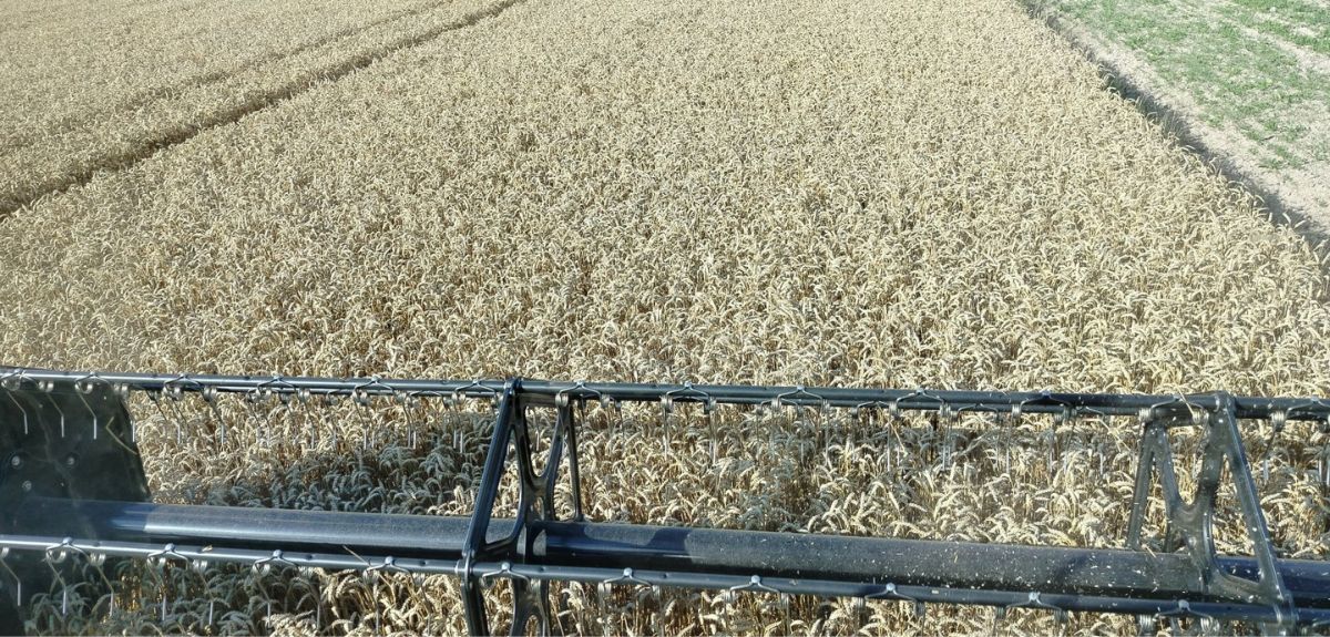 Rolnicy liczą straty. Produkcja pszenicy ozimej 2024/25 się nie spina. Co dalej?