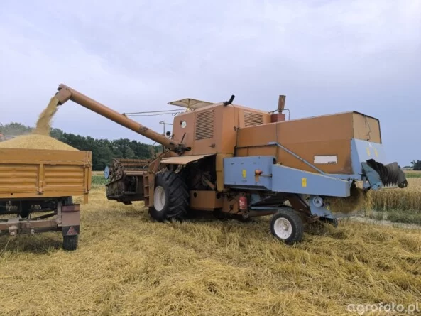 Aktualna cena pszenicy 2025