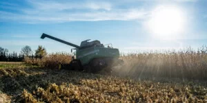 Kukurydza mokra 2025 – cena spadła w kilku województwach?