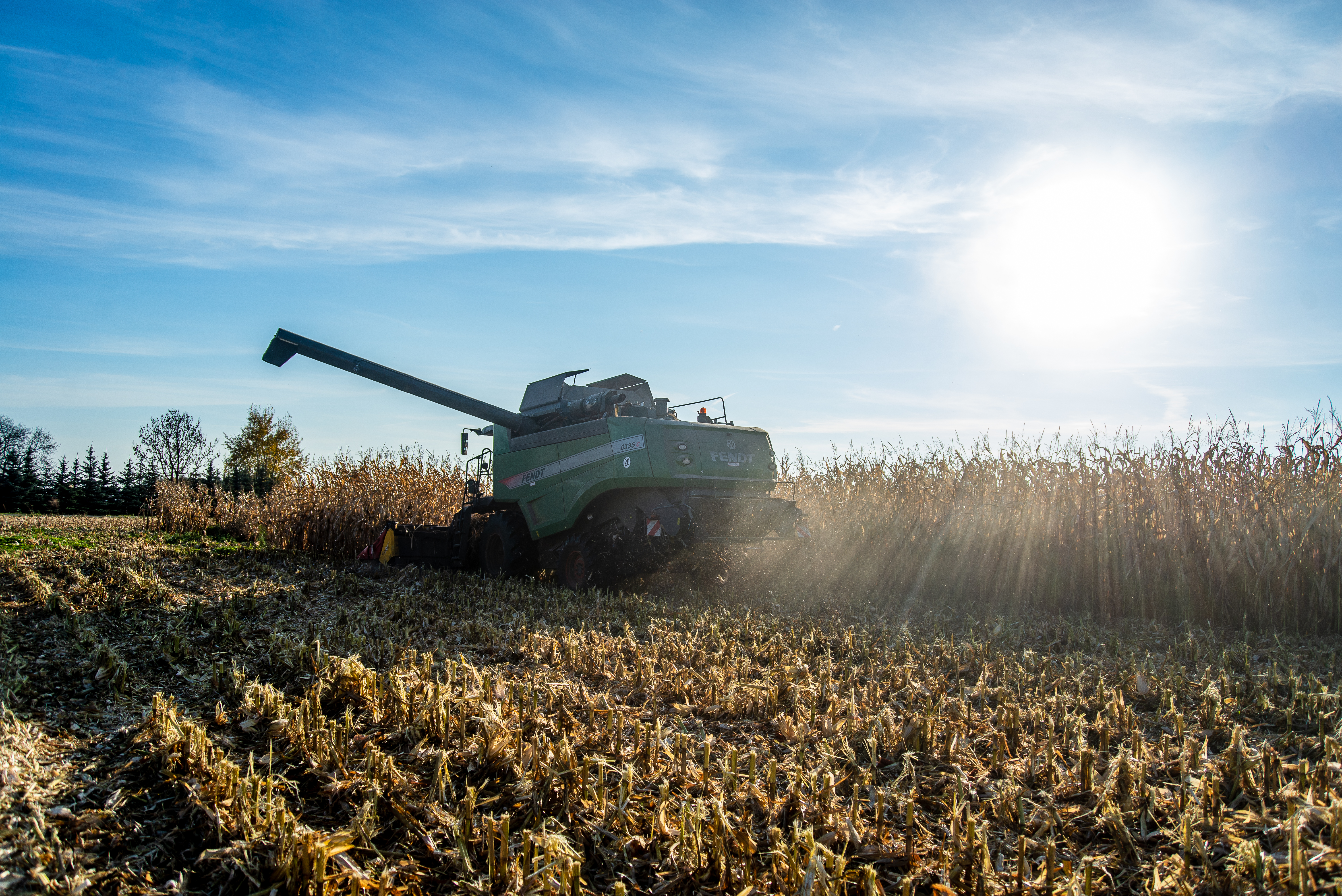 Kukurydza mokra 2025 – cena spadła w kilku województwach?