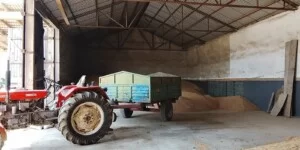 Ceny pszenicy 2025. Gdzie zboże podrożało, a gdzie stoi w miejscu?