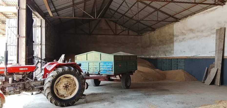 Ceny pszenicy 2025. Gdzie zboże podrożało, a gdzie stoi w miejscu?