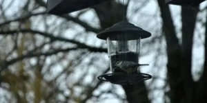 Dokarmianie ptaków – jak to robić, by nie zaszkodzić?
