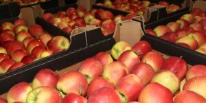 Jabłka deserowe hurt cena za kg. Co decyduje dziś (10.12) o stawce?