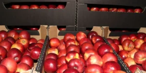 Ceny jabłek deserowych dzisiaj stabilne. Jak reaguje rynek?