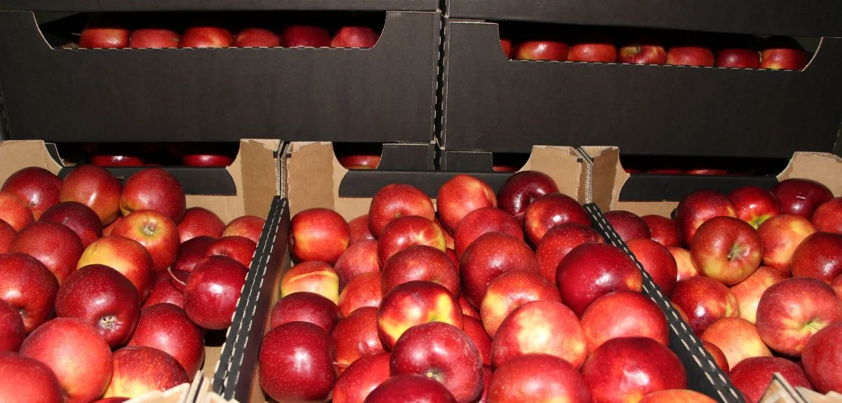 Ceny jabłek deserowych dzisiaj stabilne. Jak reaguje rynek?
