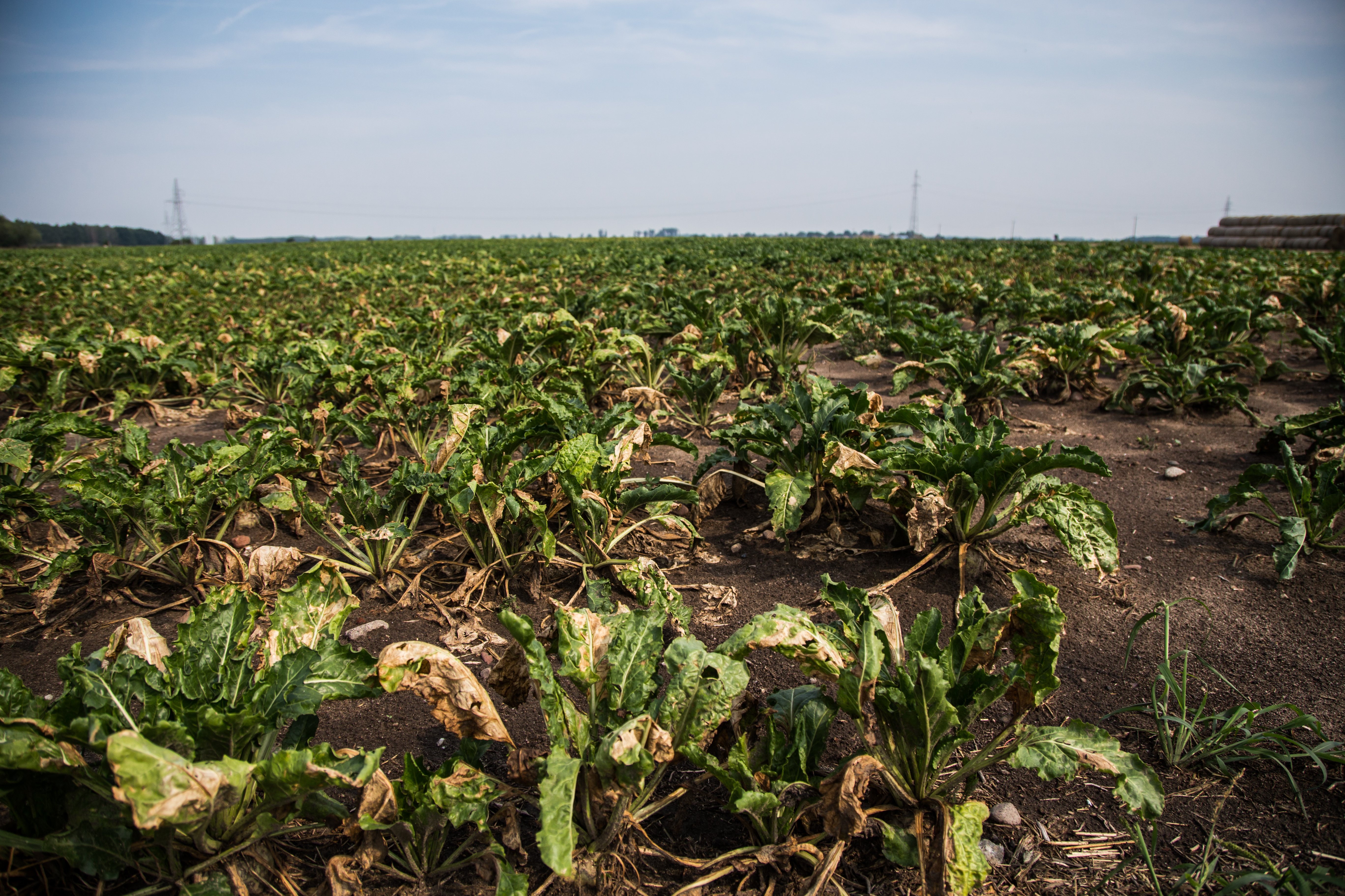 Resztki pożniwne po buraku cukrowym: jak zrobić z nich nawóz i poprawić żyzność gleby?
