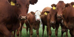 Nowe ogniska choroby niebieskiego języka. GLW potwierdza kolejne przypadki