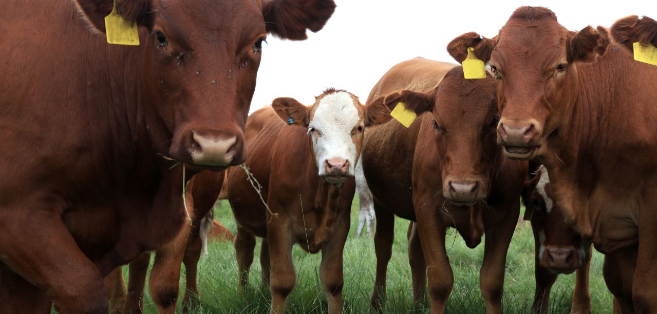 Nowe ogniska choroby niebieskiego języka. GLW potwierdza kolejne przypadki