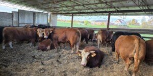 Choroba niebieskiego języka w Polsce. Kolejne ogniska potwierdzone