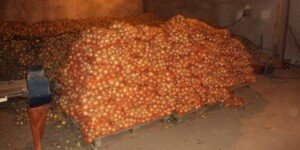 Ceny hurtowe cebuli – aktualna sytuacja (11.12.2025)