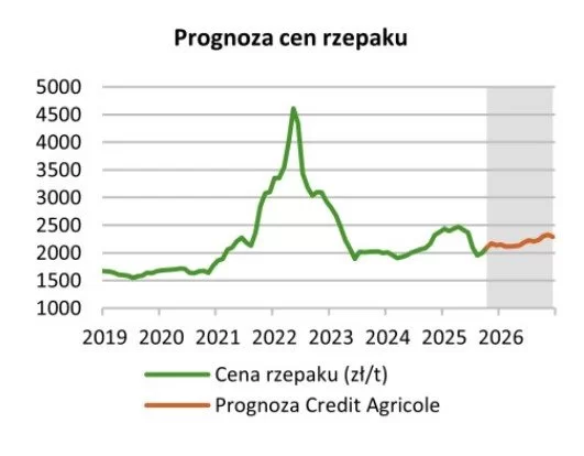 Prognozy cen rzepaku 2026