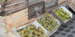 Przedświąteczne ceny gruszek na rynkach hurtowych (11.12.2025)