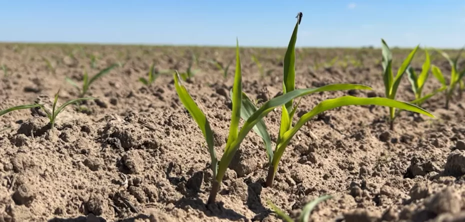 Środek na chwasty w&nbsp;kukurydzy powschodowo – skuteczność potwierdzona w&nbsp;praktyce polowej