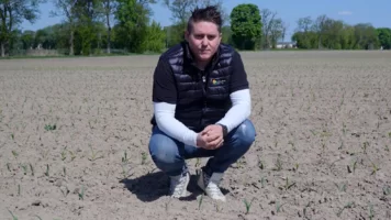 Herbicyd na chwasty w&nbsp;kukurydzy