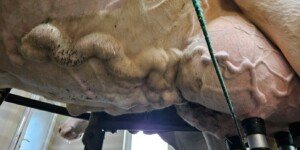 Czyszczenie wymion przed dojem: zasady higieny, dezynfekcja strzyków i ochrona przed mastitis