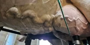 Czyszczenie wymion przed dojem: zasady higieny, dezynfekcja strzyków i ochrona przed mastitis