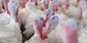 Rzekomy pomór drobiu 2025. Nowe ognisko w&nbsp;Wielkopolsce