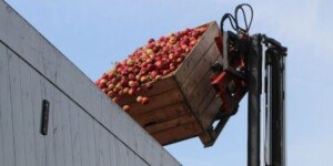 Cena jabłek na przemysł — gdzie dziś opłaca się sprzedać?