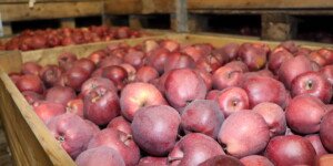 Jak chronić jabłka przed chorobami przechowalniczymi? Skuteczne zabiegi i praktyka sadownicza