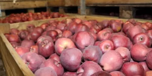 Jak chronić jabłka przed chorobami przechowalniczymi? Skuteczne zabiegi i praktyka sadownicza