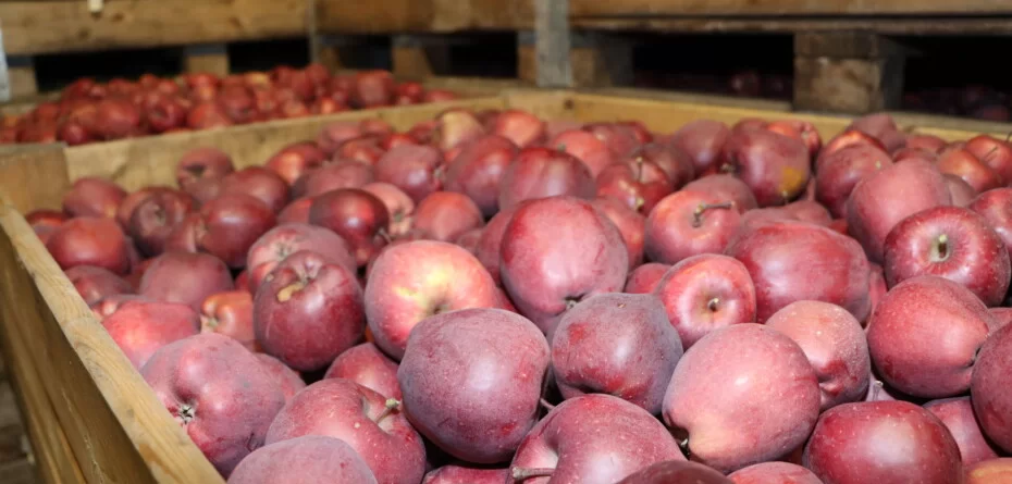 Jak chronić jabłka przed chorobami przechowalniczymi? Skuteczne zabiegi i praktyka sadownicza