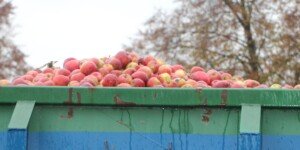 Po ile dziś przemysł jabłek? Jak działają skupy na koniec roku?