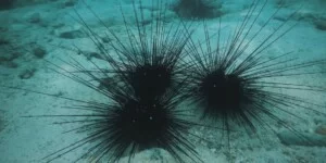 Biostymulator z jeżowców może dać warzywom mocny start. Są pierwsze testy