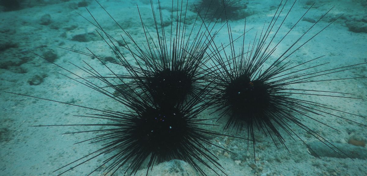 Biostymulator z jeżowców może dać warzywom mocny start. Są pierwsze testy