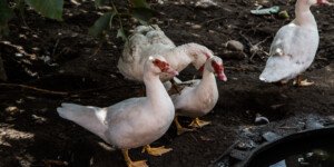 Dwa nowe ogniska HPAI. GLW potwierdza zakażenia u&nbsp;drobiu