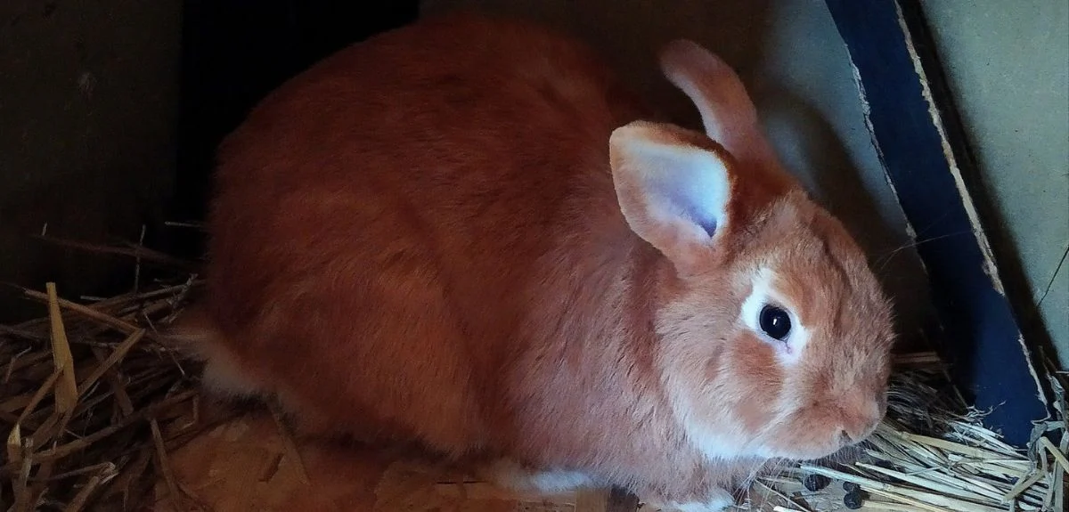 Zakaz hodowli zwierząt na futra wchodzi w życie