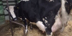 Mleczne tsunami zalewa Europę? Ceny mleka lecą w dół