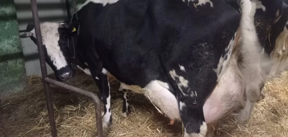 Mleczne tsunami zalewa Europę? Ceny mleka lecą w dół