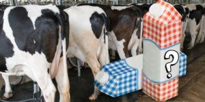 Dlaczego żywność drożeje? Rolnicy chcą ujawnić prawdę na etykietach