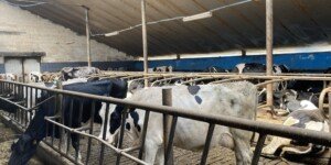 60 groszy w&nbsp;dół i&nbsp;blady strach. Rolnicy ujawniają: 1,80 zł za mleko w&nbsp;styczniu to będzie cud