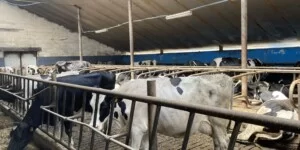 60 groszy w dół i blady strach. Rolnicy ujawniają: 1,80 zł za mleko w styczniu to będzie cud