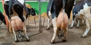 Cła na mleko z&nbsp;UE do 43%. Co czeka Polskę?